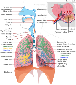 Illustration for article titled Penyakit Paru Paru Basah Menular